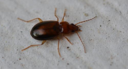 Ocys sp.